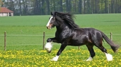 Persheron horse